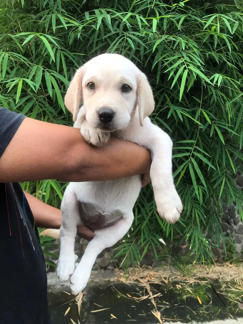 Labrador retriever