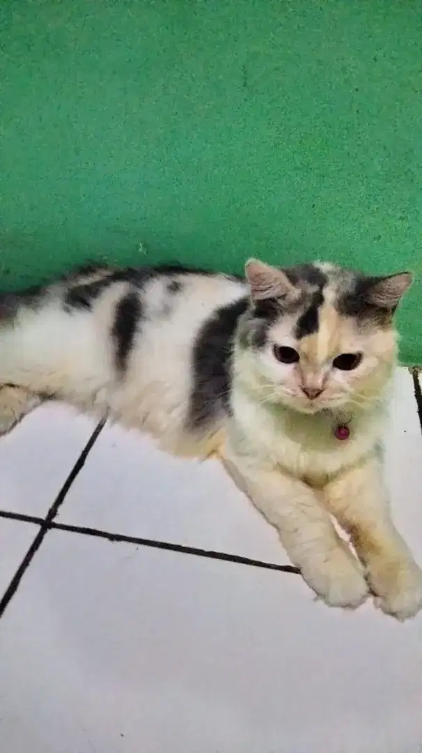 KUCING LUCU BESERTA INDUKNYA