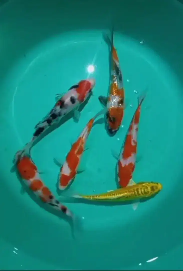 Dijual paket ikan koi 6 ekor uk-+15-17cm