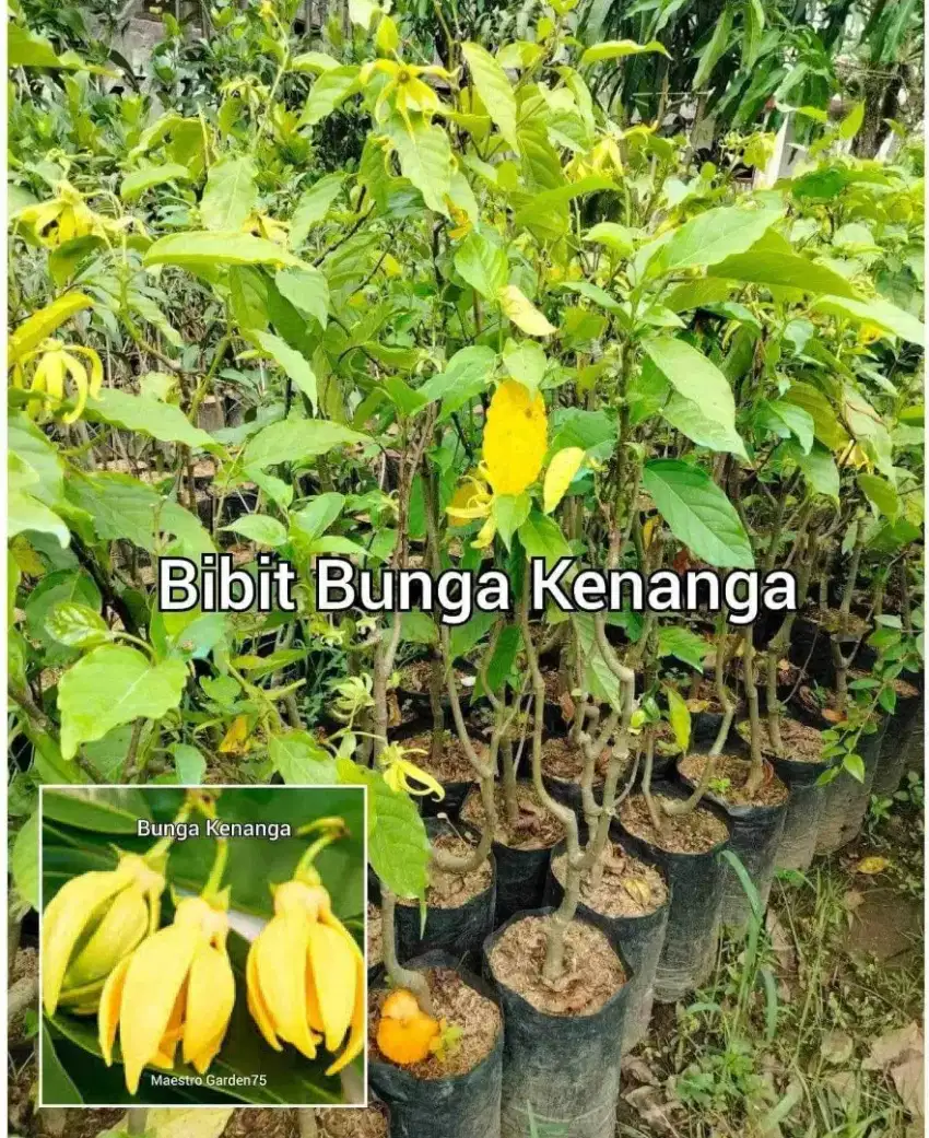 Kenanga Kembang Tinggi 40 cm