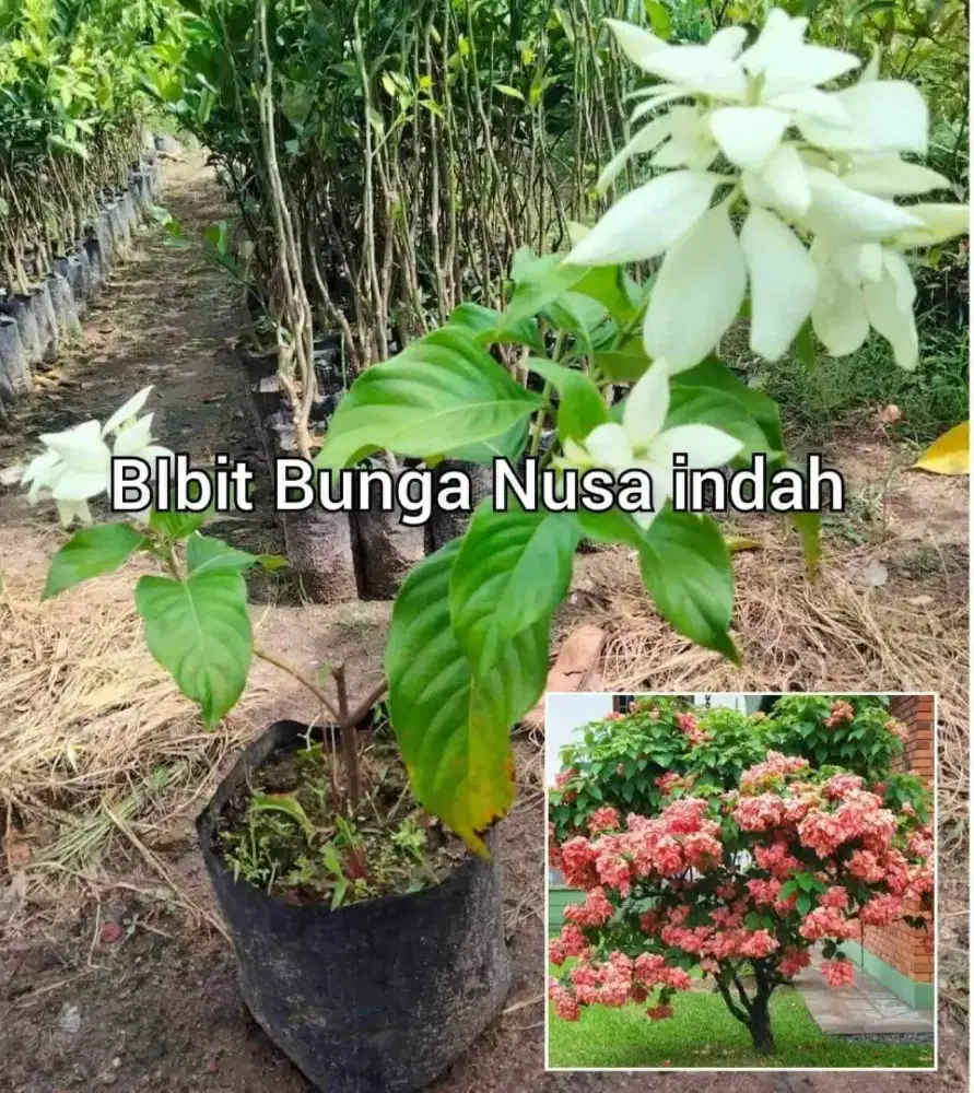 Nusa indah Kembang Tinggi 50 cm