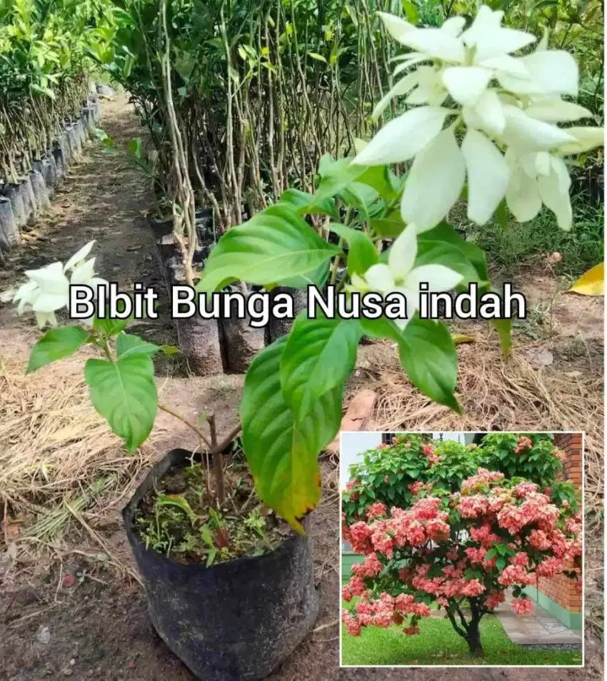 Nusa indah Kembang Tinggi 50 cm