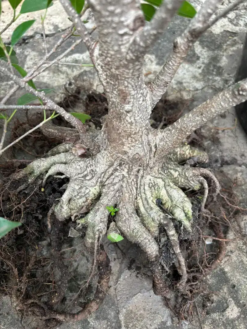 Bonsai kimeng prokar