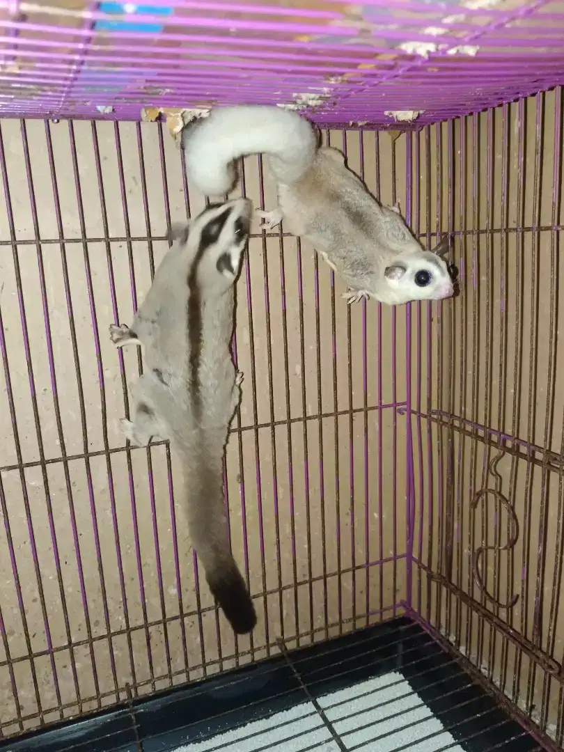 SUGAR GLIDER WF&CG