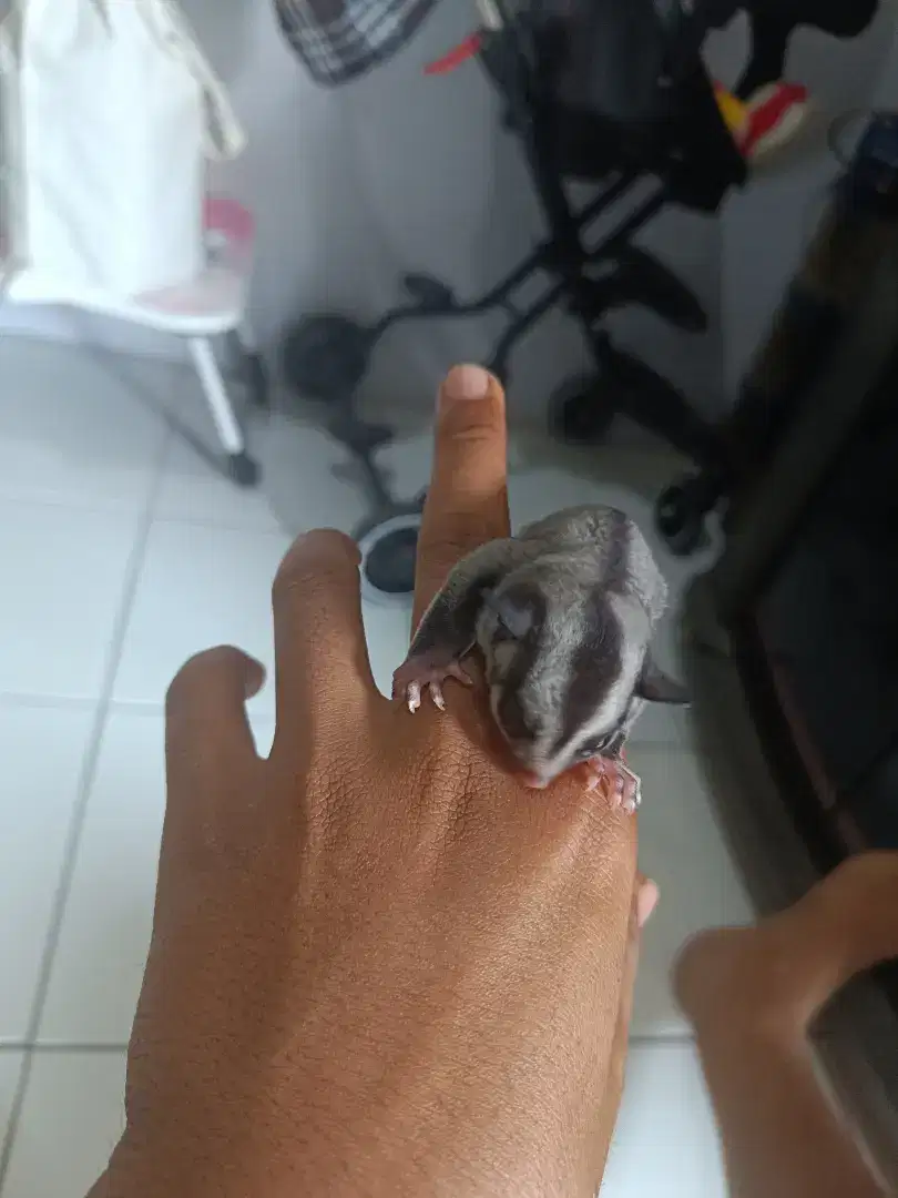 Joey sugar glider