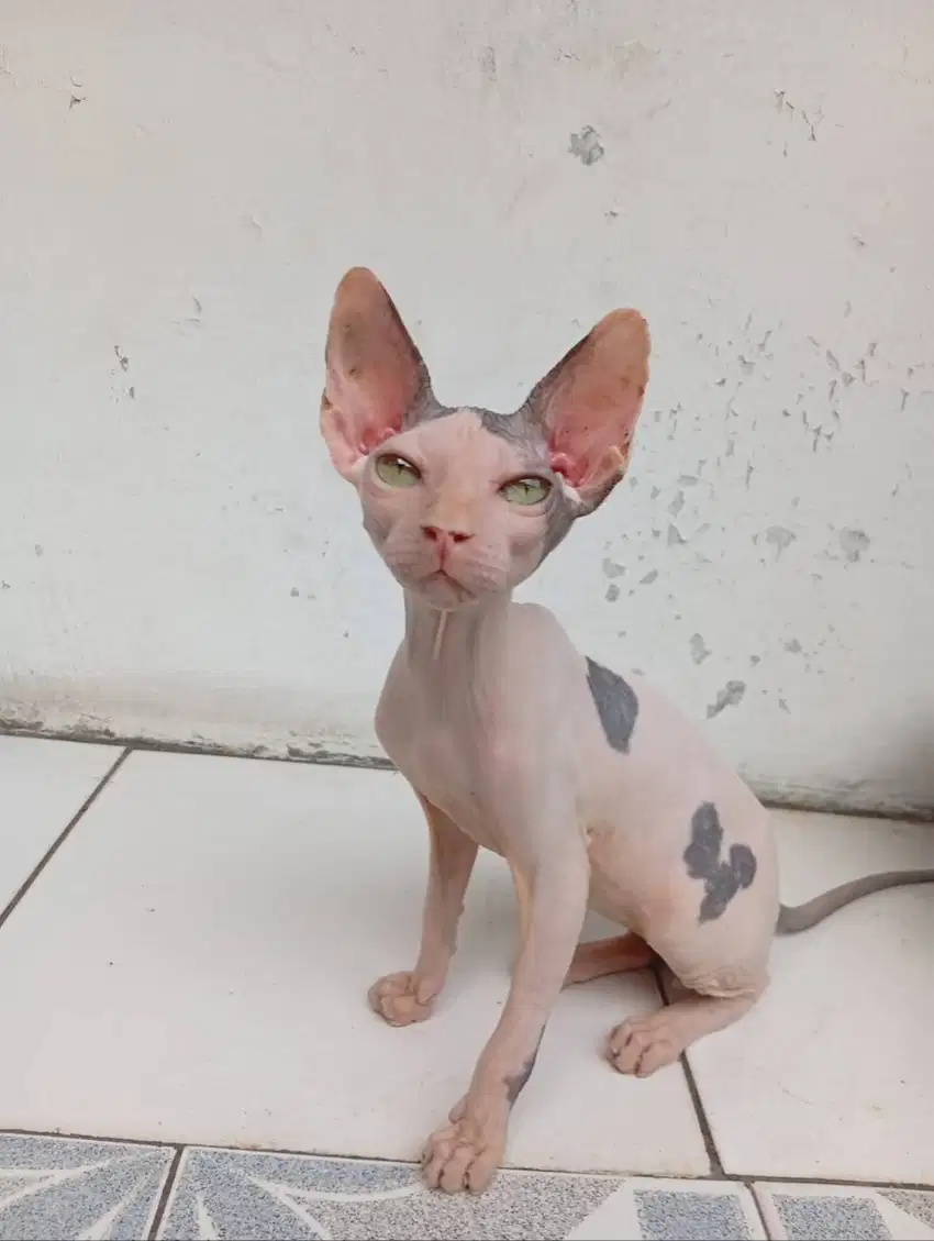 Kitten sphynx usia 6 bln JCH Kemayoran