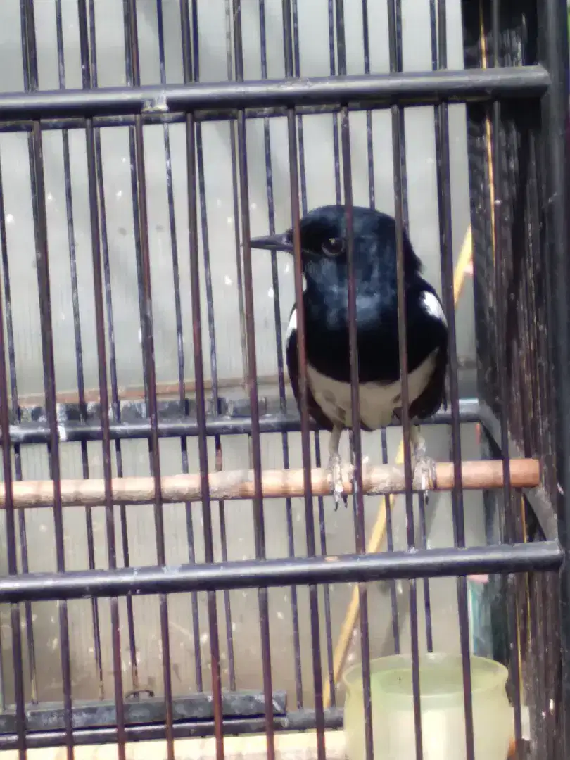 Kacer burung sama kandang