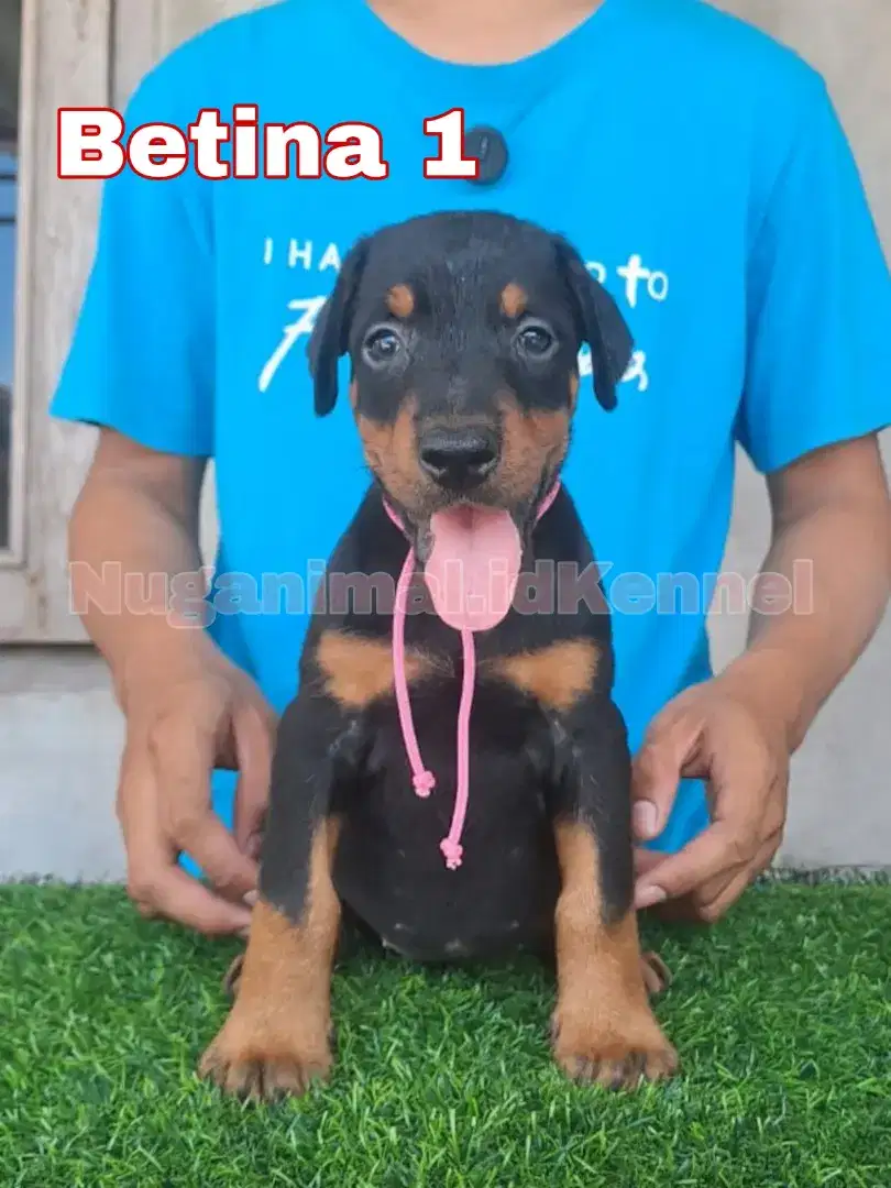 Anjing Doberman Puppies Anakan Betina Top Bloodline