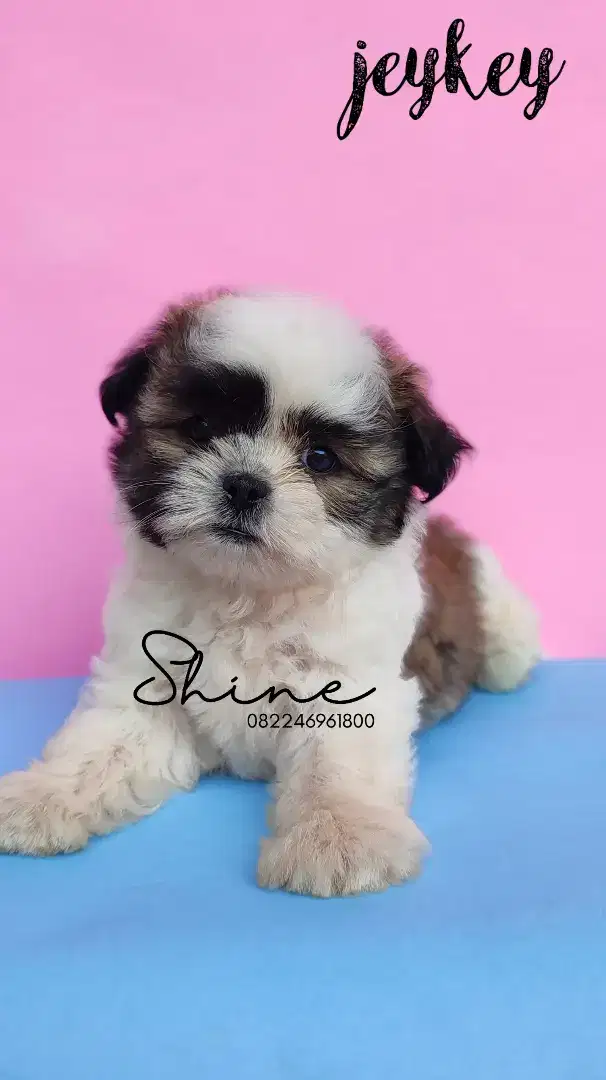 anjing mini shihtzu jantan usia 1.5 bln