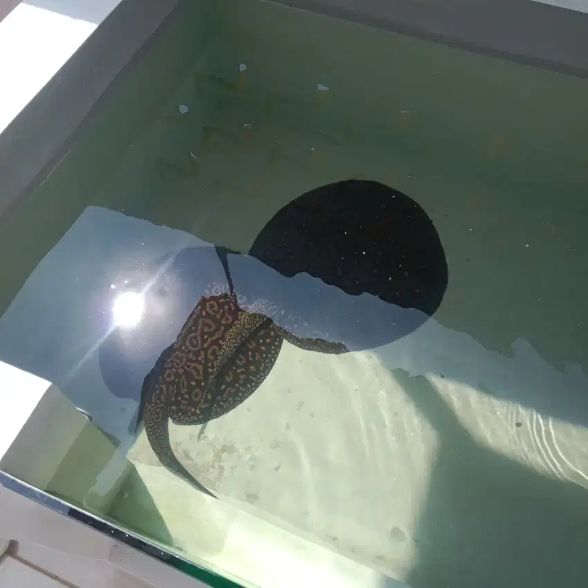 Freshwater Stingray