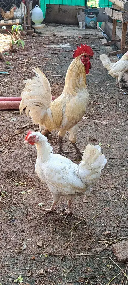 JUAL CEPAT Ayam Elba Petelur