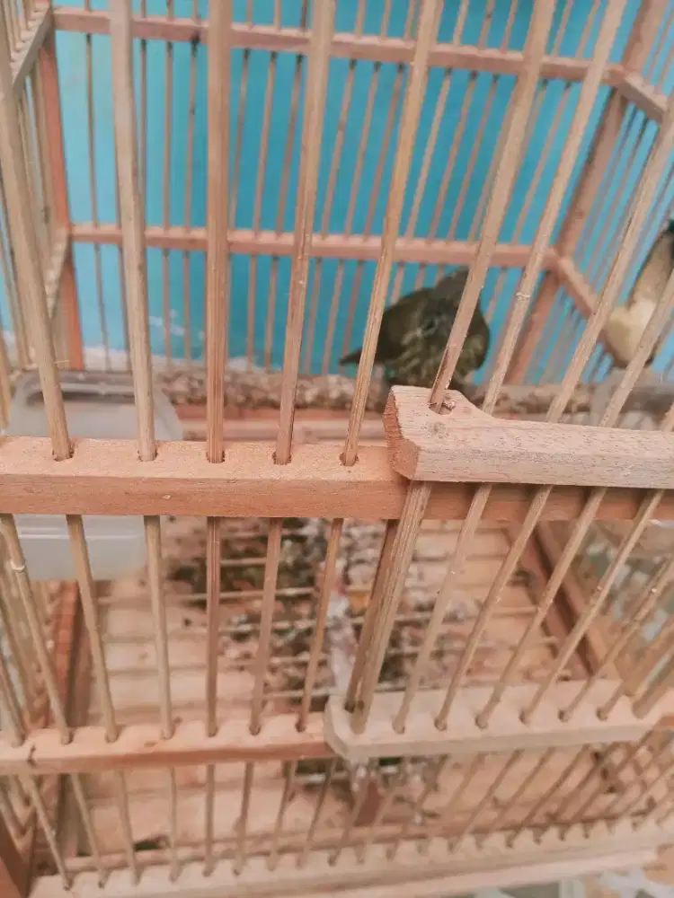 Jual burung siri sirik kecil