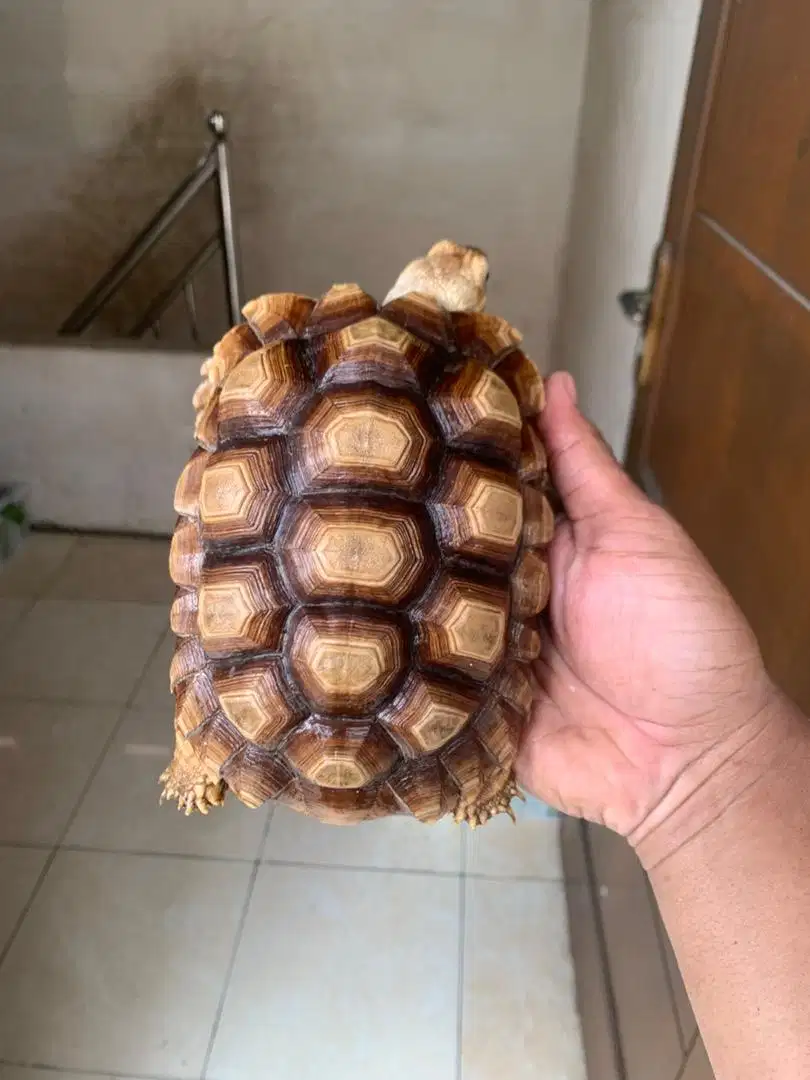 Sulcata tortoise bagus