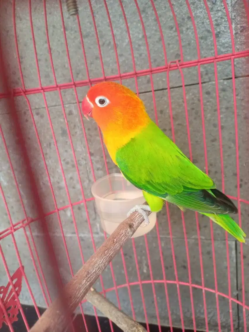 Lovebird biola green