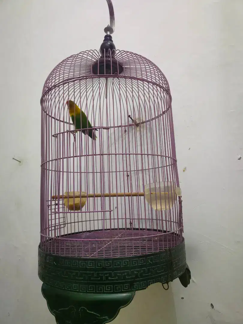 Lovebird +sangkar murmer