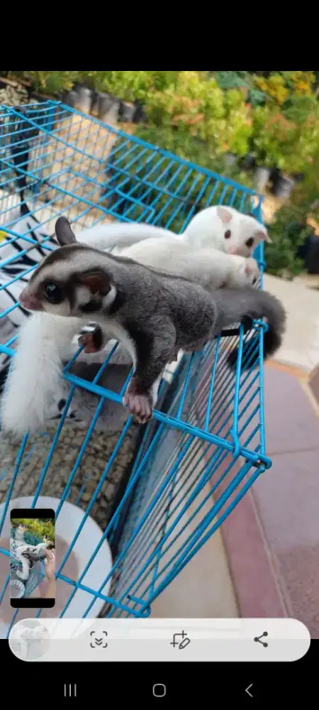 Sugar glider joy creamino