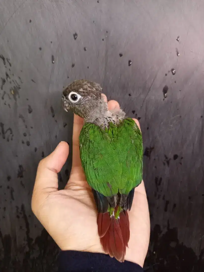 Lolohan Green Cheek Conure