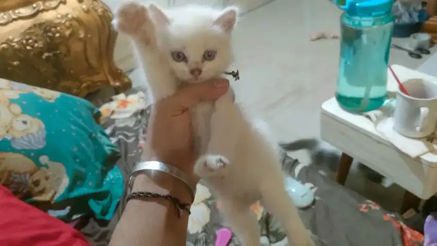 Kitten Peranakan Anggora Persia