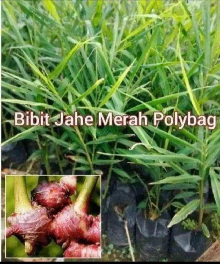 Jahe Merah Polybag an Siap Tanam