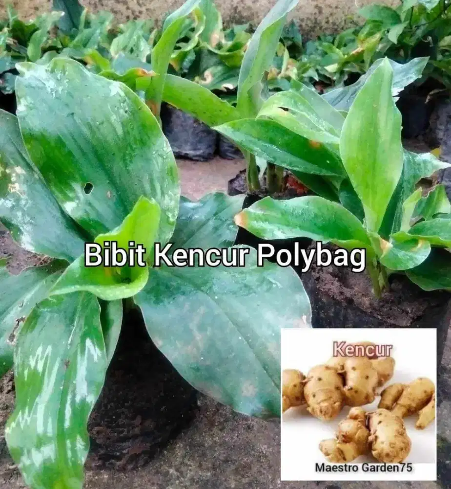 Kencur Polybag an Siap Tanam