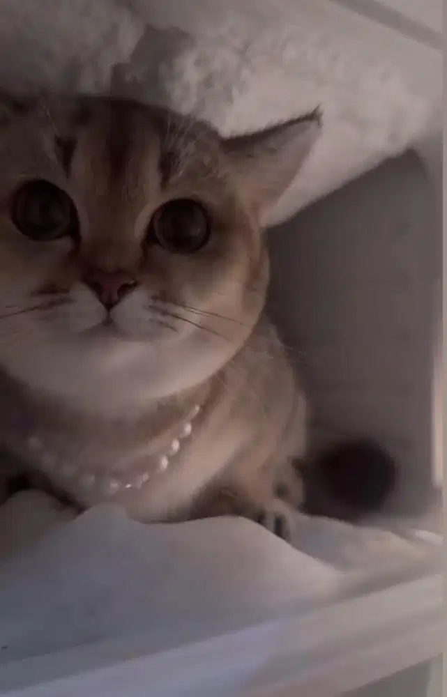 kucing BSH Munchkin, kaki pendek)