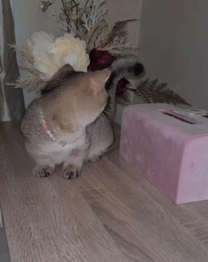 kucing BSH Munchkin, kaki pendek)