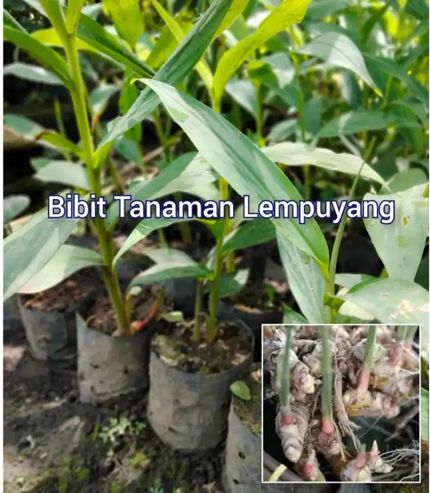 Lempuyang Polybag an Siap Tanam