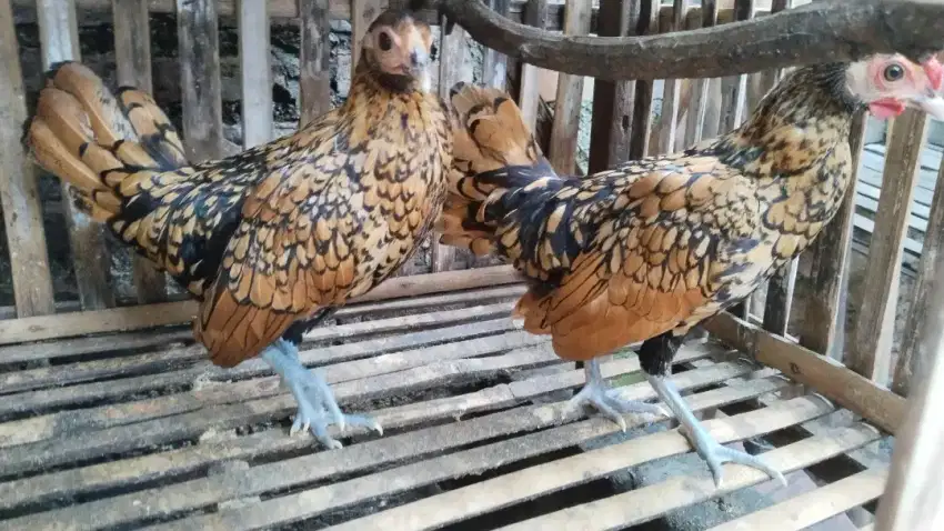 Ayam Kate batik kanada