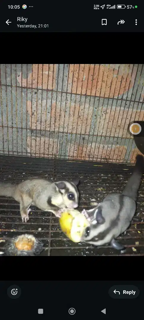 Sugar glider Joey 1 jantan 2 betina