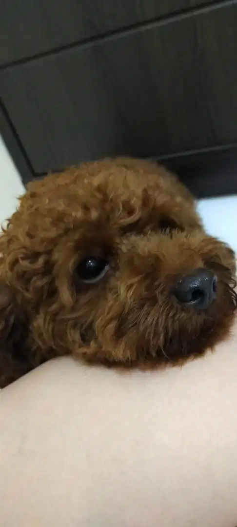 Jual pejantan toy poodle