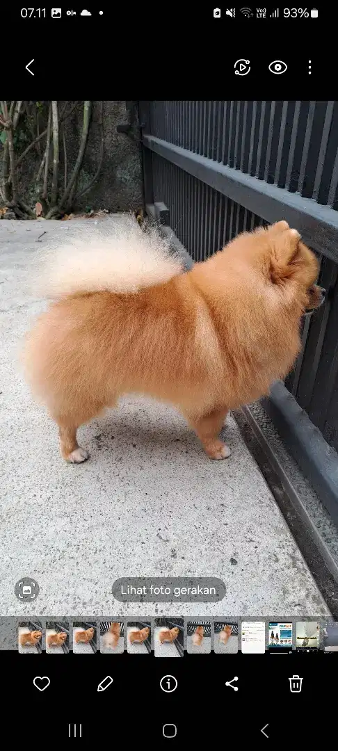 Pemacak pomeranian