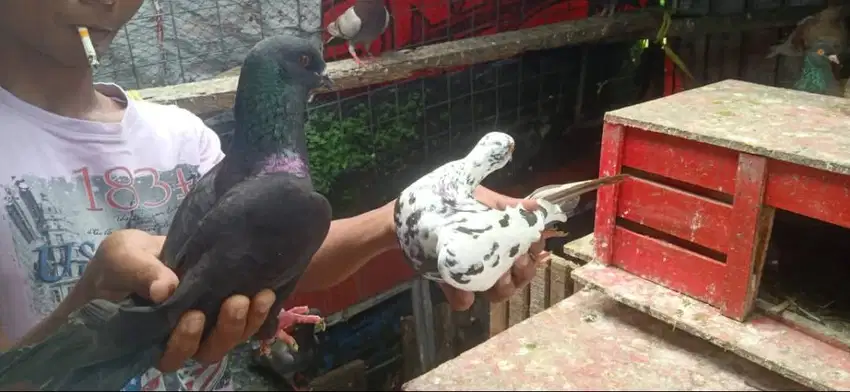 Anak Burung Merpati Kolong