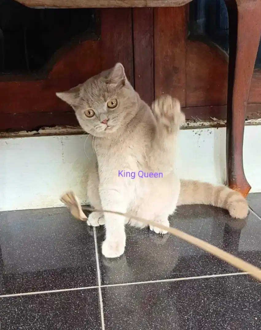 Kucing BSH British Shorthair Lilac Betina 6 bulan Non Ped