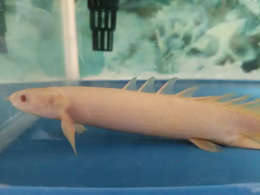 Ikan Palmas Albino Murmer