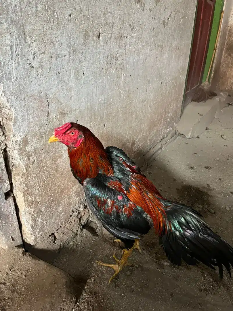 ayam bangkok warna merah