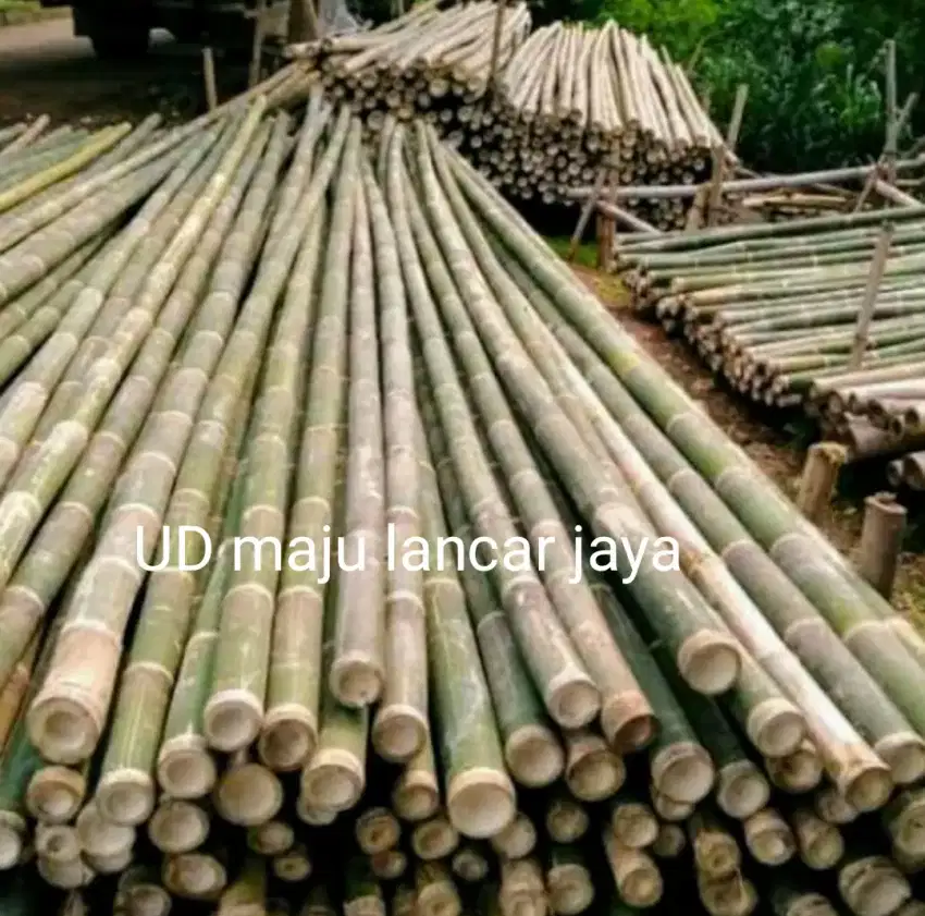 Bambu . Jual bambu