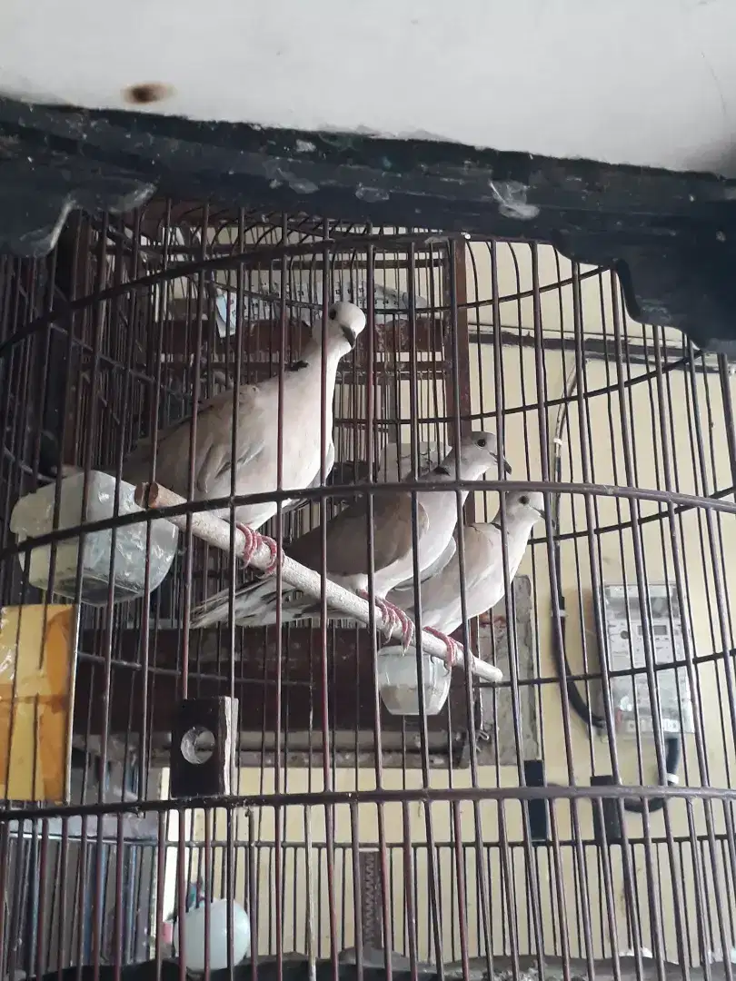 Dijual Burung Puter Betina