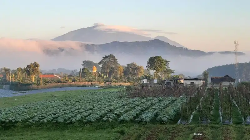 TANAH LOKASI DESA GENDRO NONGKO JAJAR JAWA TIMUR