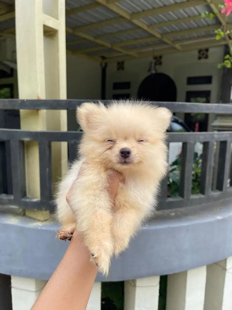 Jual Puppy Minipom Jantan