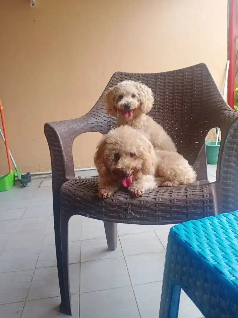 TOY POODLE APRICOT