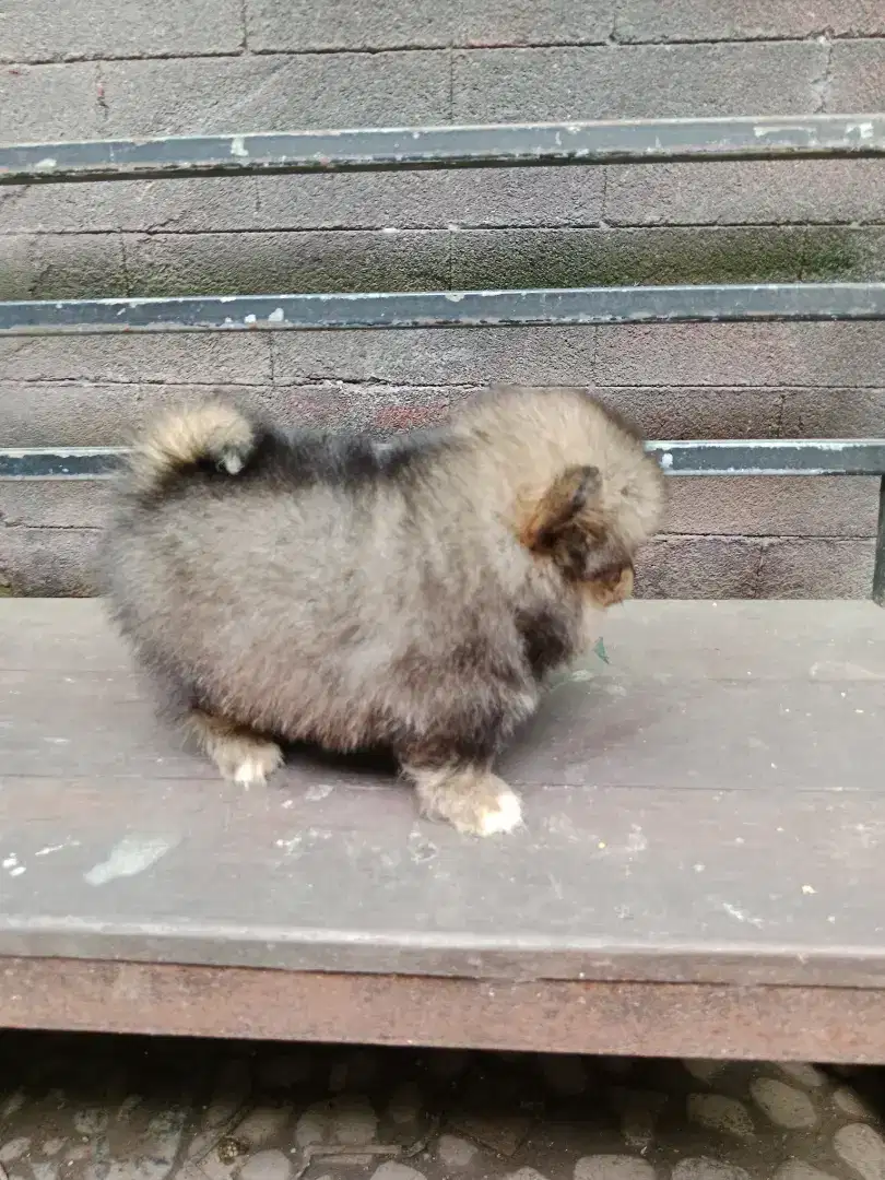 Anjing anakan minipom