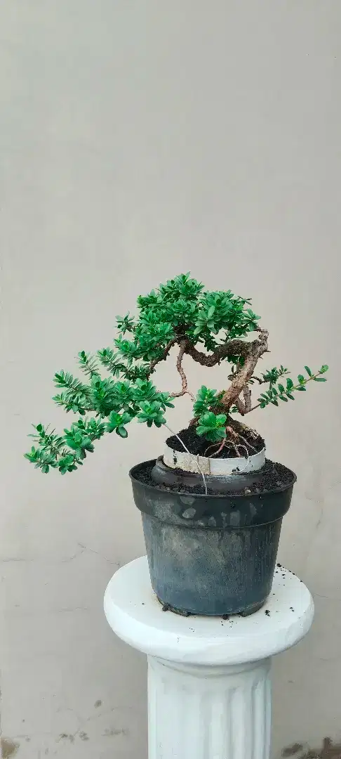 Bonsai Santigi mawar