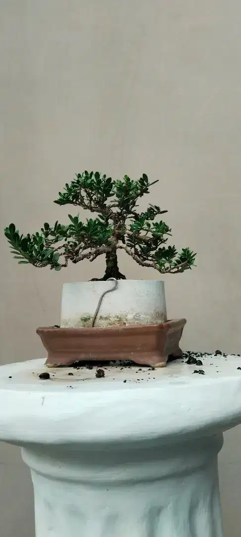 Bonsai Santigi mawar