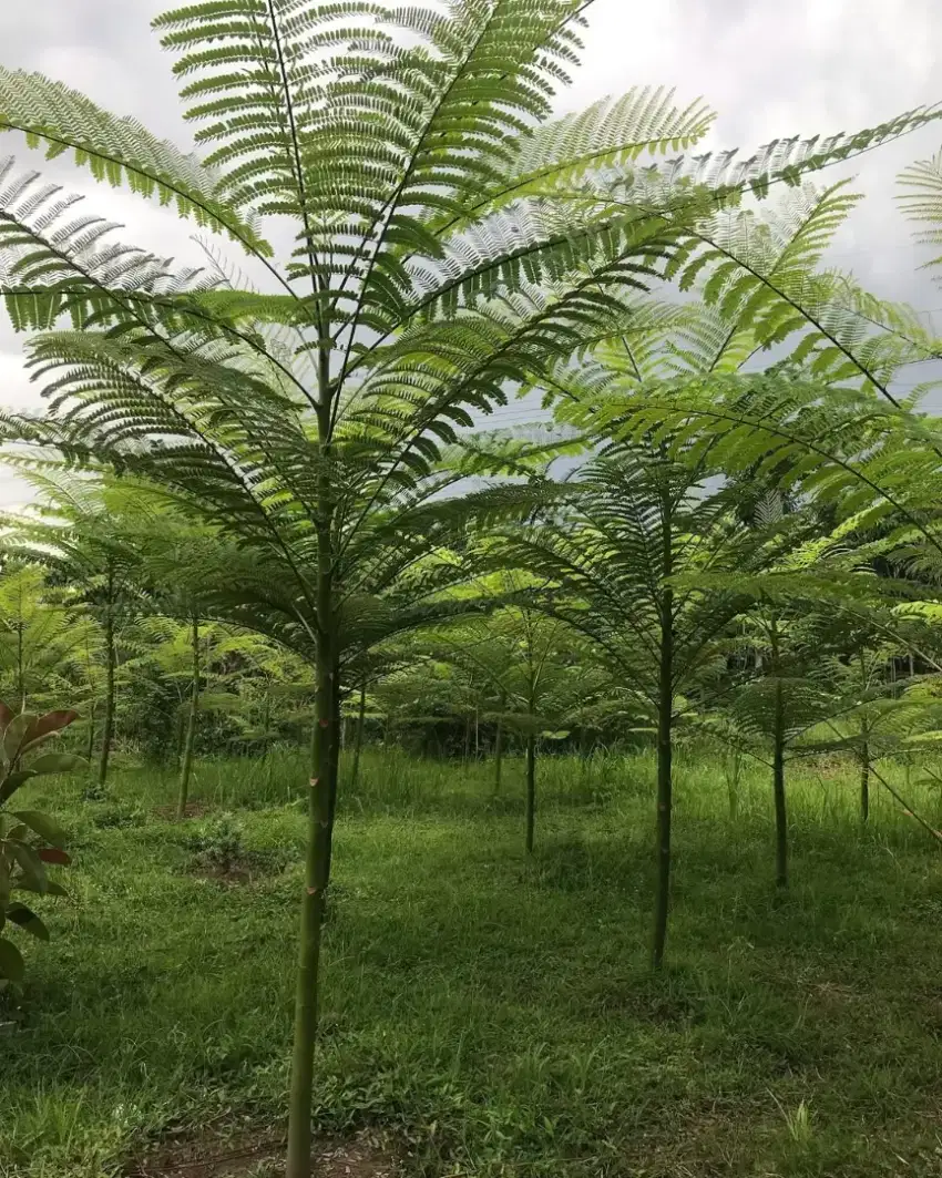 Pohon pakis Brazil/solobium tinggi 3 meter