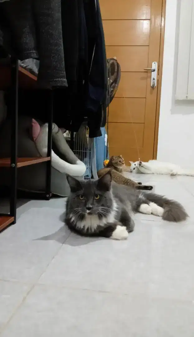 MAINECOON jantan 7 bulan