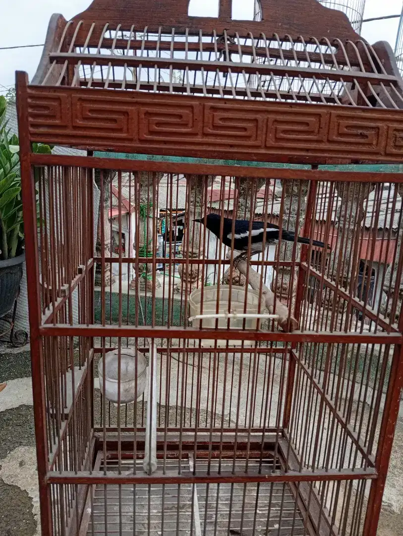 Burung Kacer Jabar Pengalaman