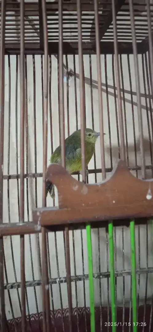 Burung sirtu jantan