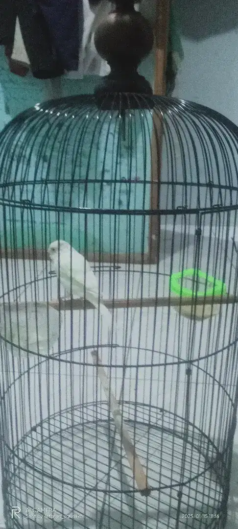 Burung kenari lokal jantan, riwikan