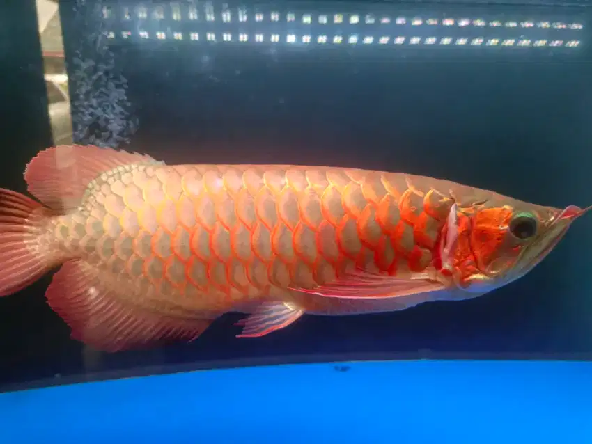 Ikan arwana super red