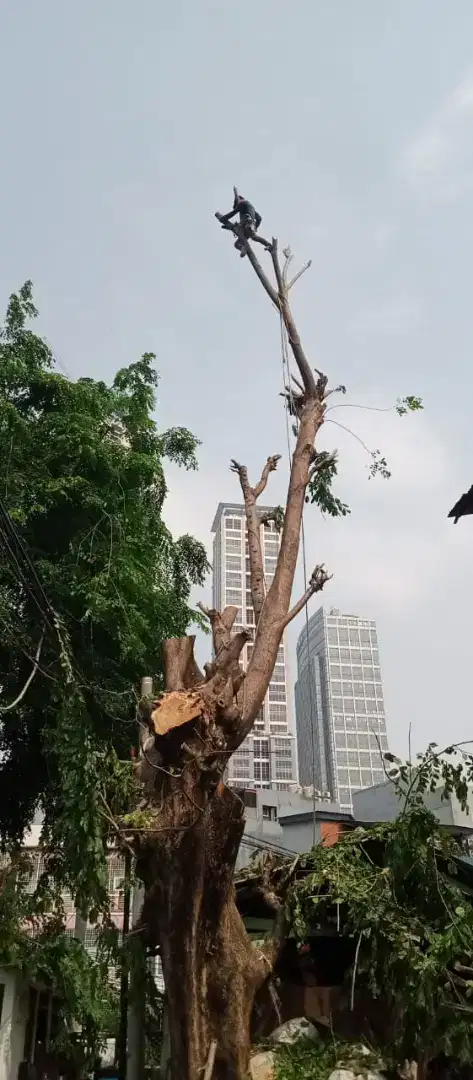 Jasa tebang pohon dan babat lahan.semua lokasi